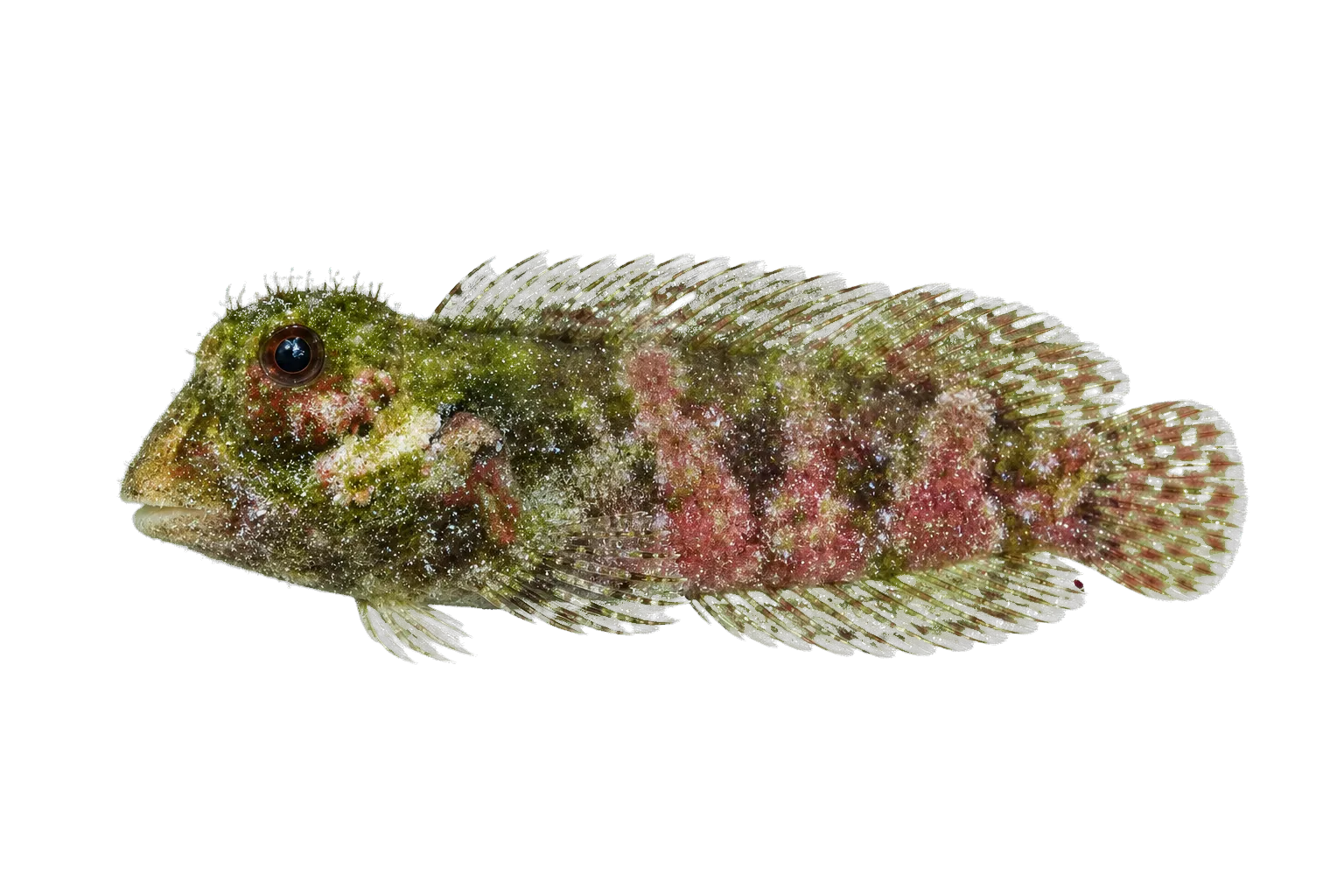 Cocos barnacle blenny (Acanthemblemaria atrata) specimen