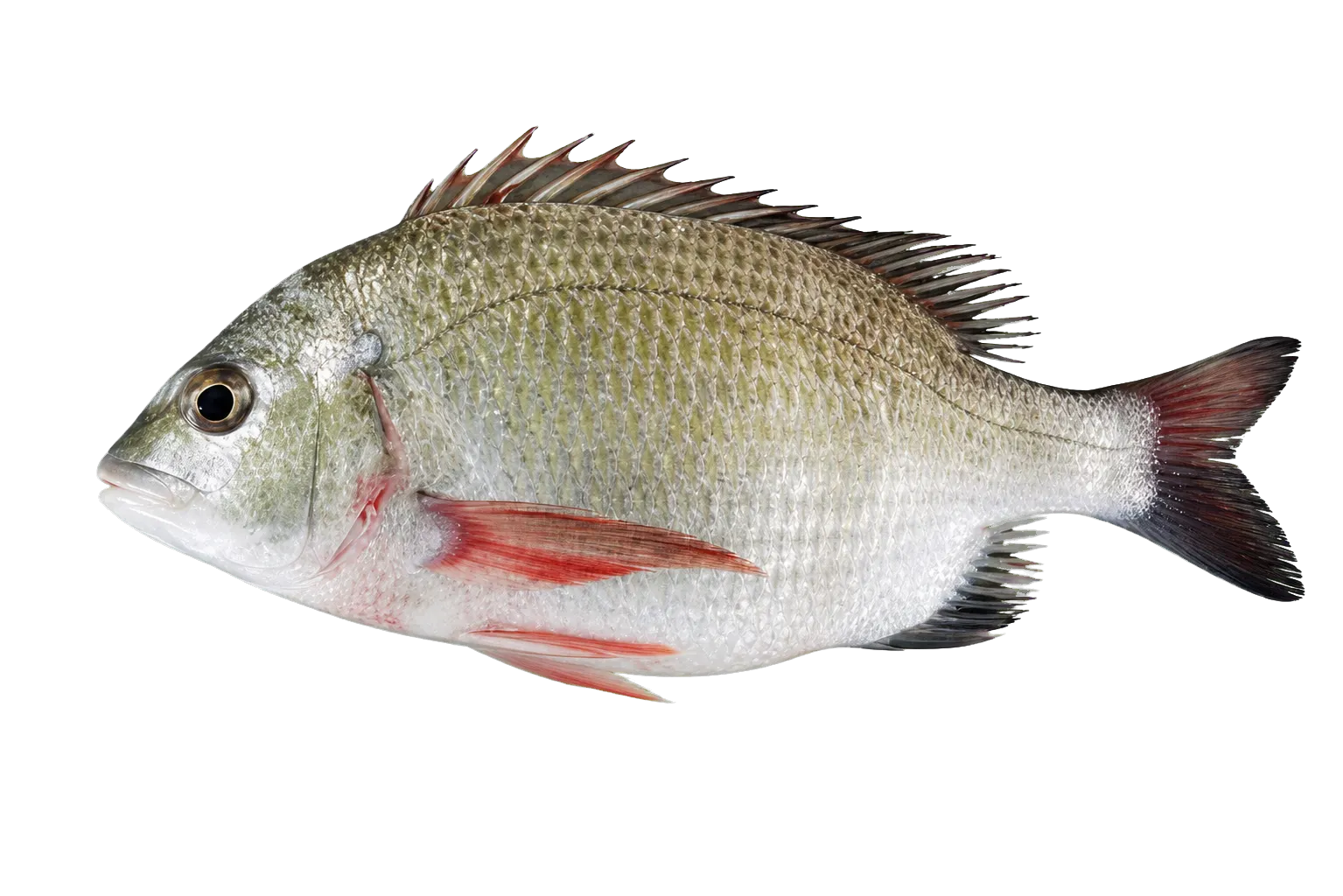 Taiwan picnic seabream (Acanthopagrus taiwanensis) specimen