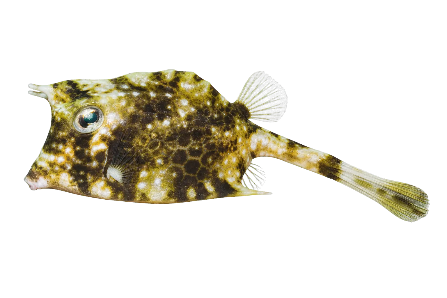 Island cowfish (Acanthostracion notacanthus) specimen