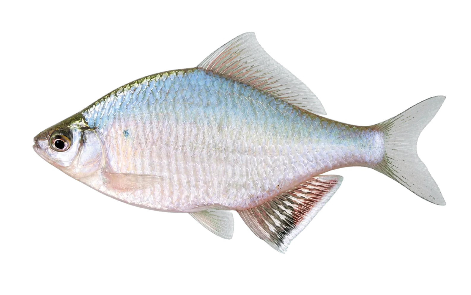 Acheilognathus taenianalis (Acheilognathus taenianalis) specimen
