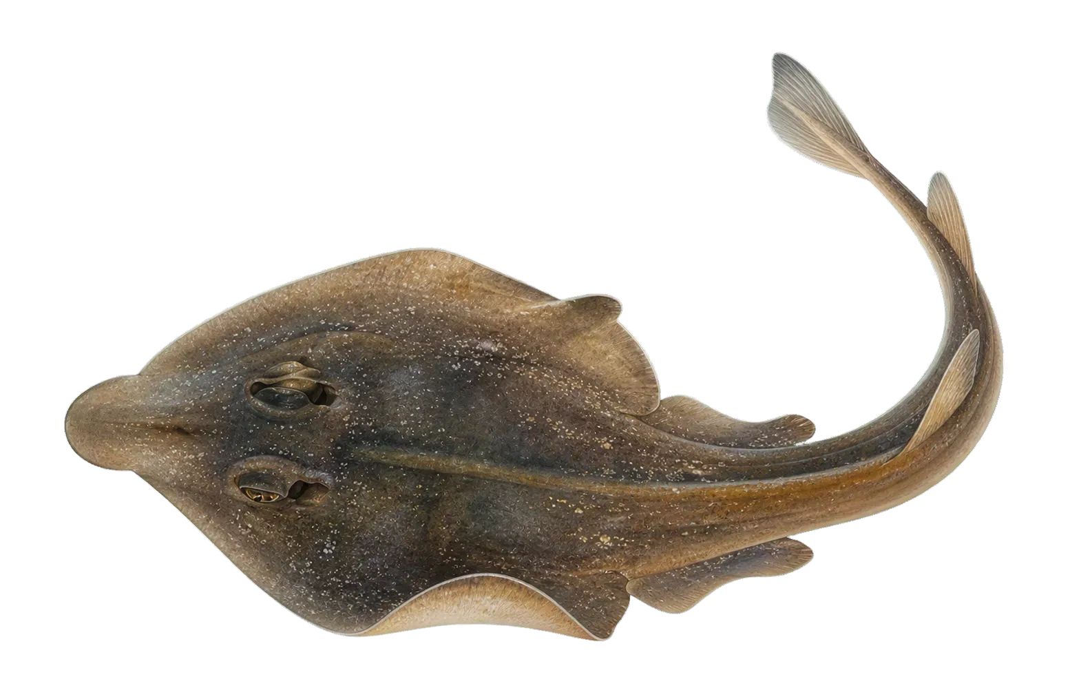 Salalah guitarfish (Acroteriobatus salalah) specimen