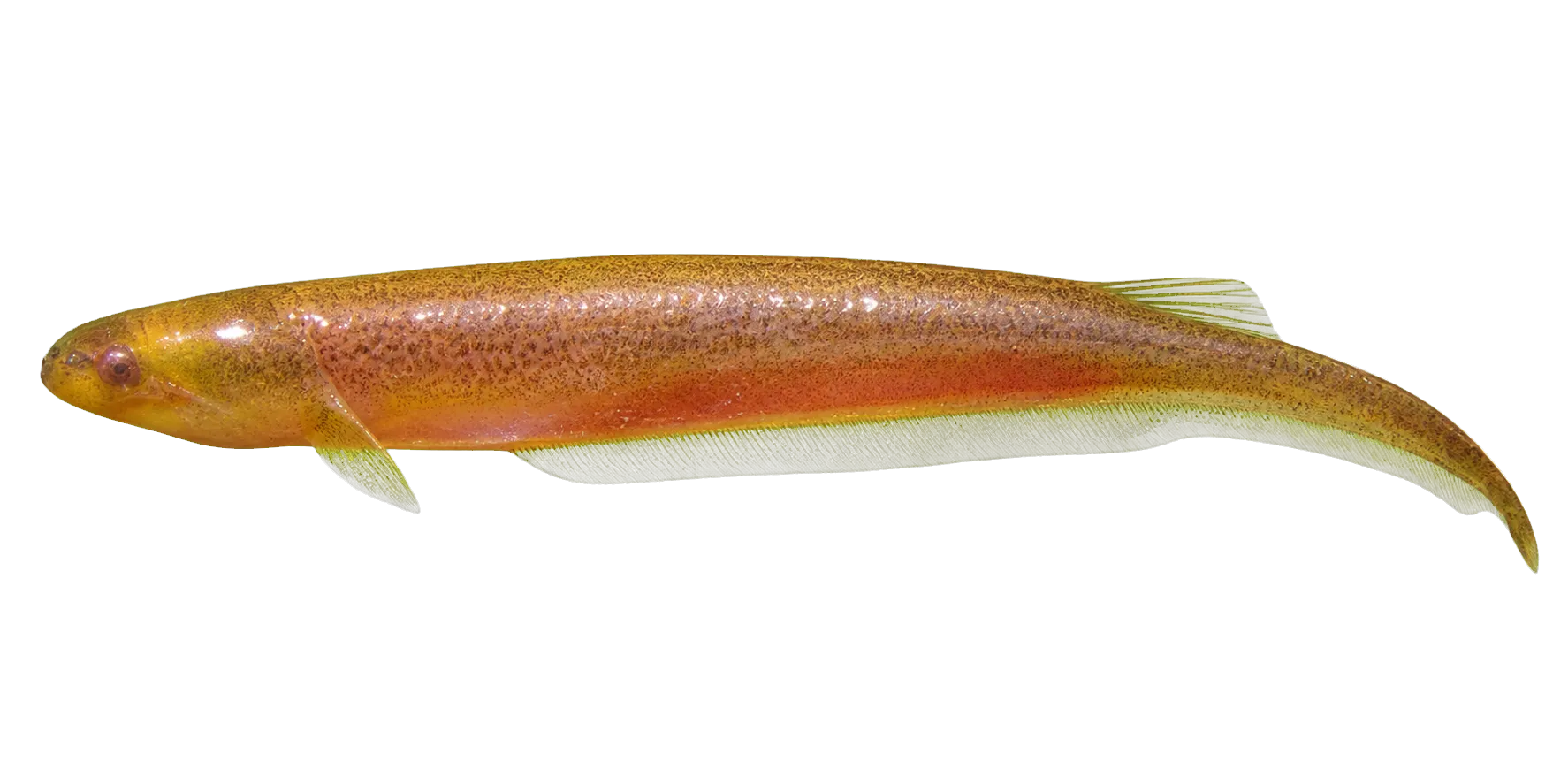Adontosternarchus devenanzii (Adontosternarchus devenanzii) specimen