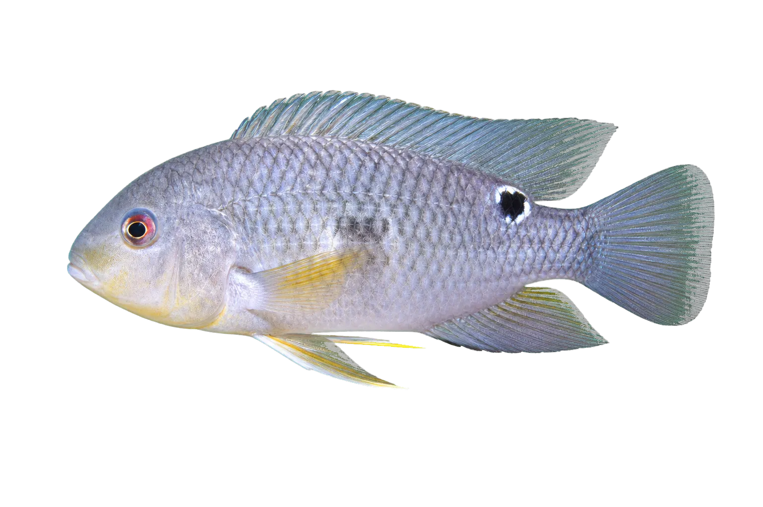 Doublespot acara (Aequidens pallidus) specimen