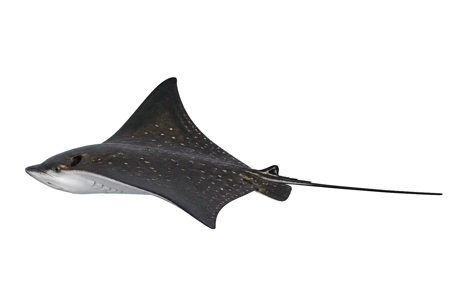 Naru eagle ray (Aetobatus narutobiei) specimen