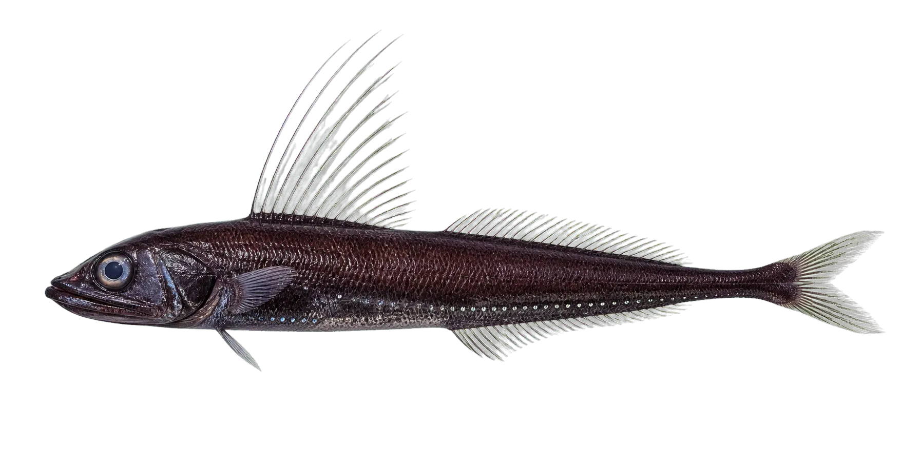Baird's smoothhead (Alepocephalus bairdii) specimen