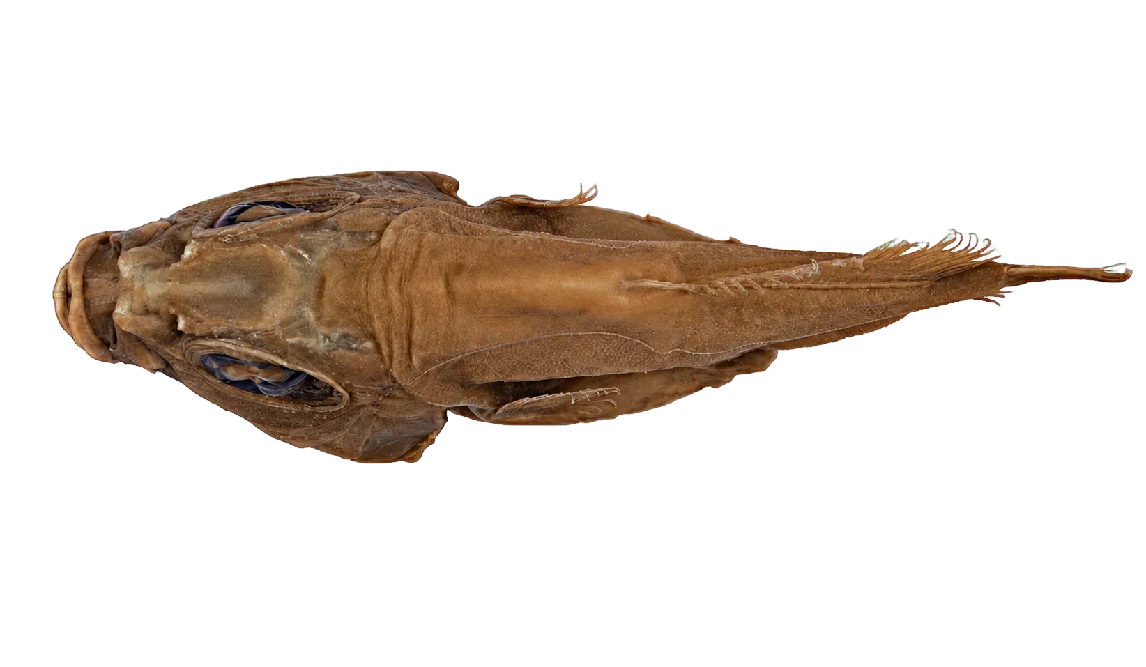 Guinea oreo (Allocyttus guineensis) specimen