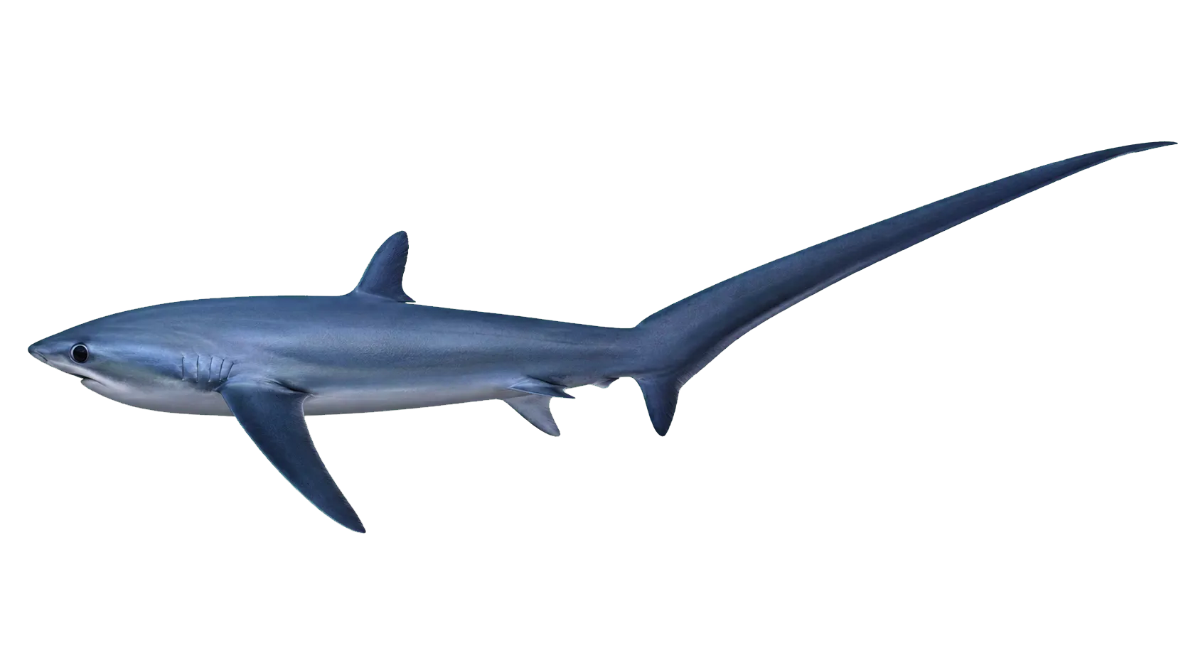 fox shark (Alopias pelagicus) specimen