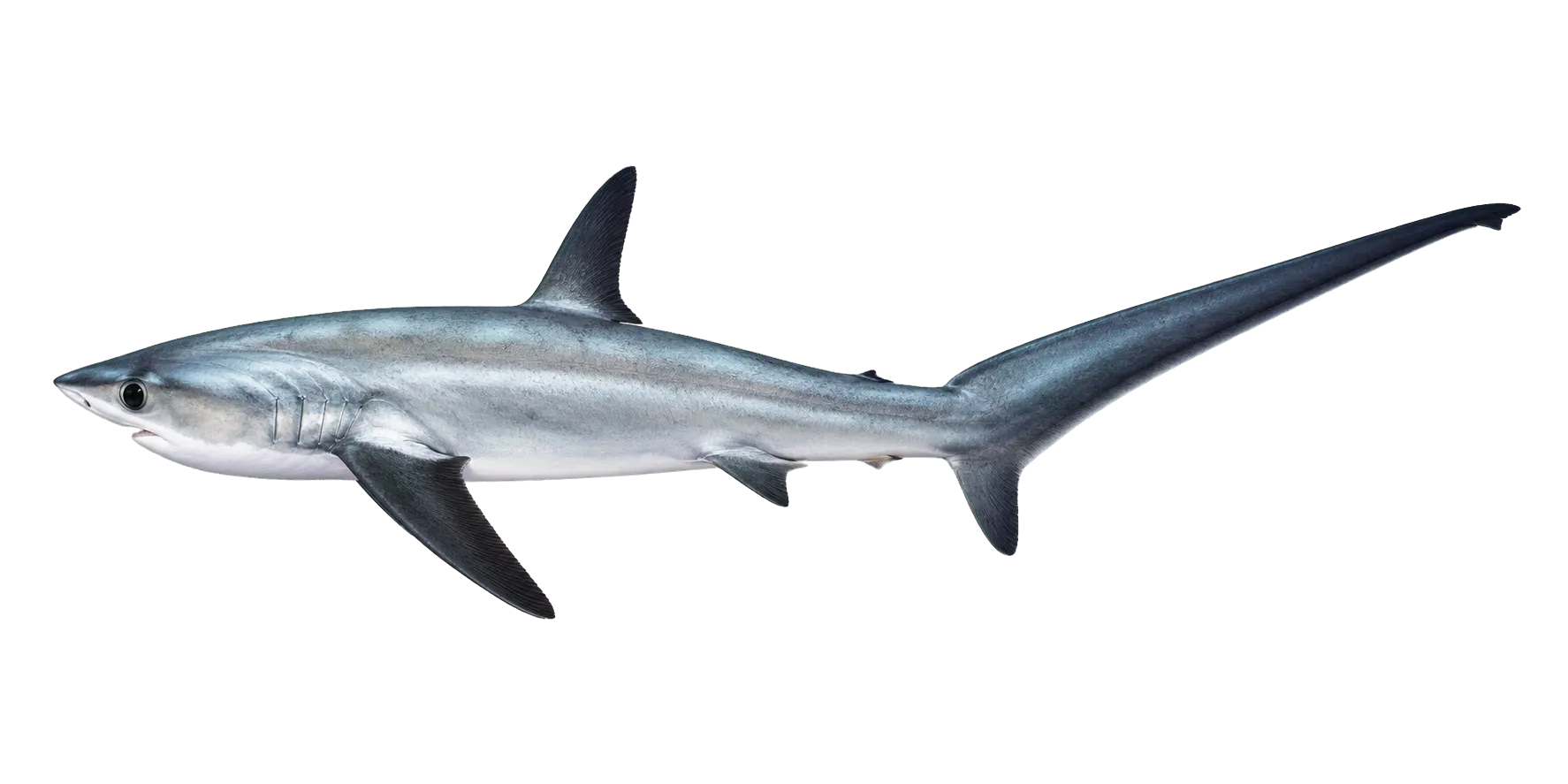bigeye thresher (Alopias superciliosus) specimen