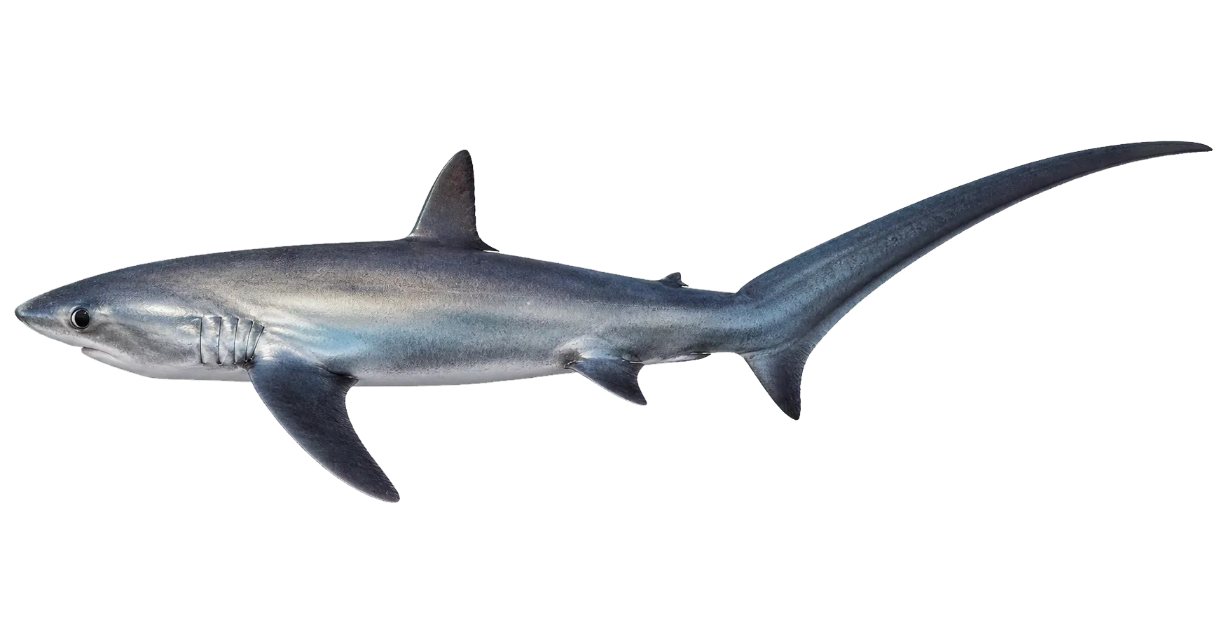 sea ape (Alopias vulpinus) specimen