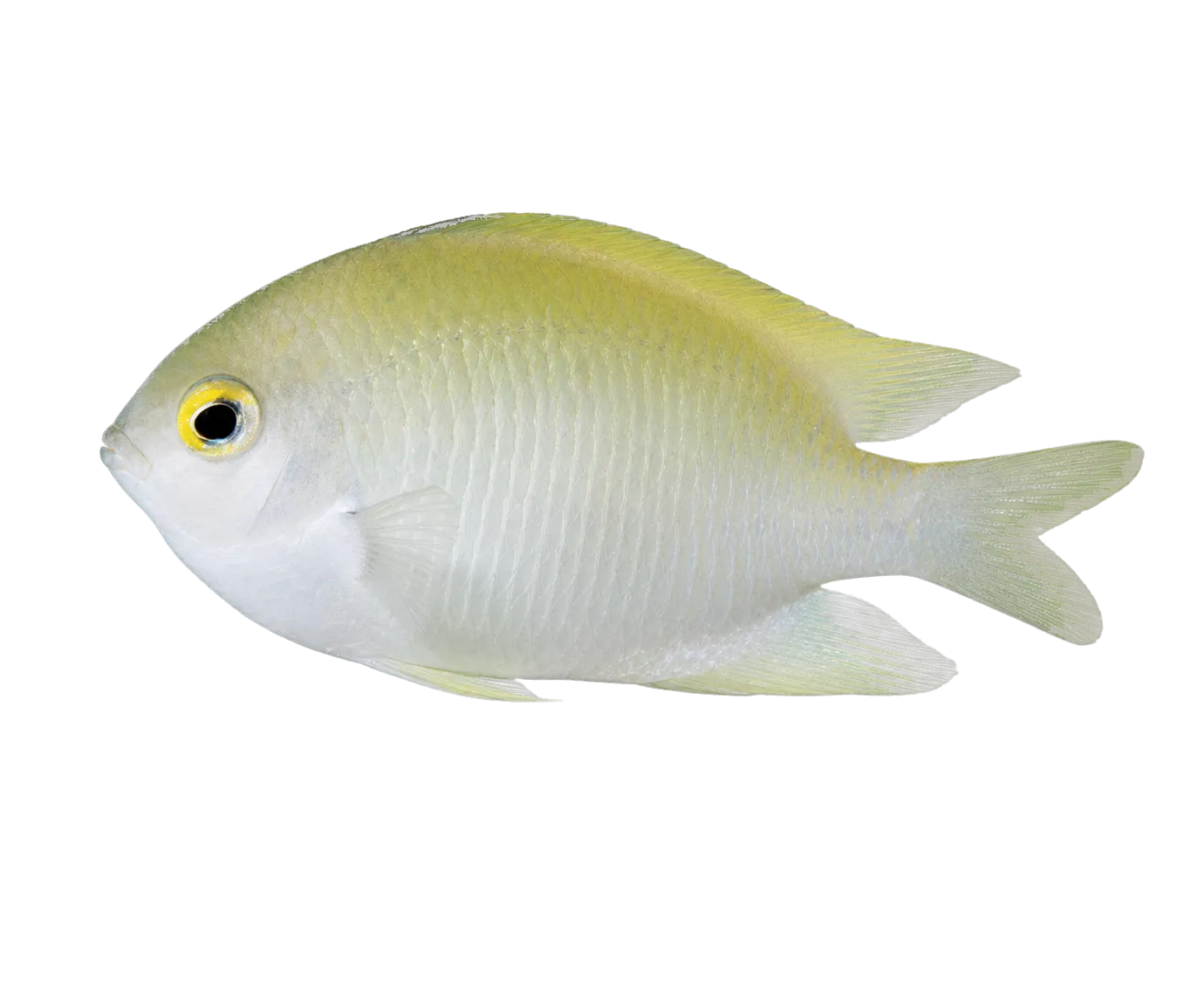 Guardian damselfish (Altrichthys curatus) specimen