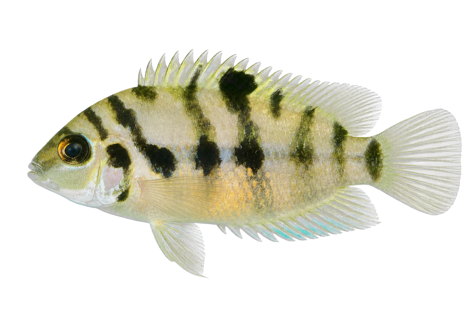 Panama Convict Cichlid (Amatitlania kanna) specimen