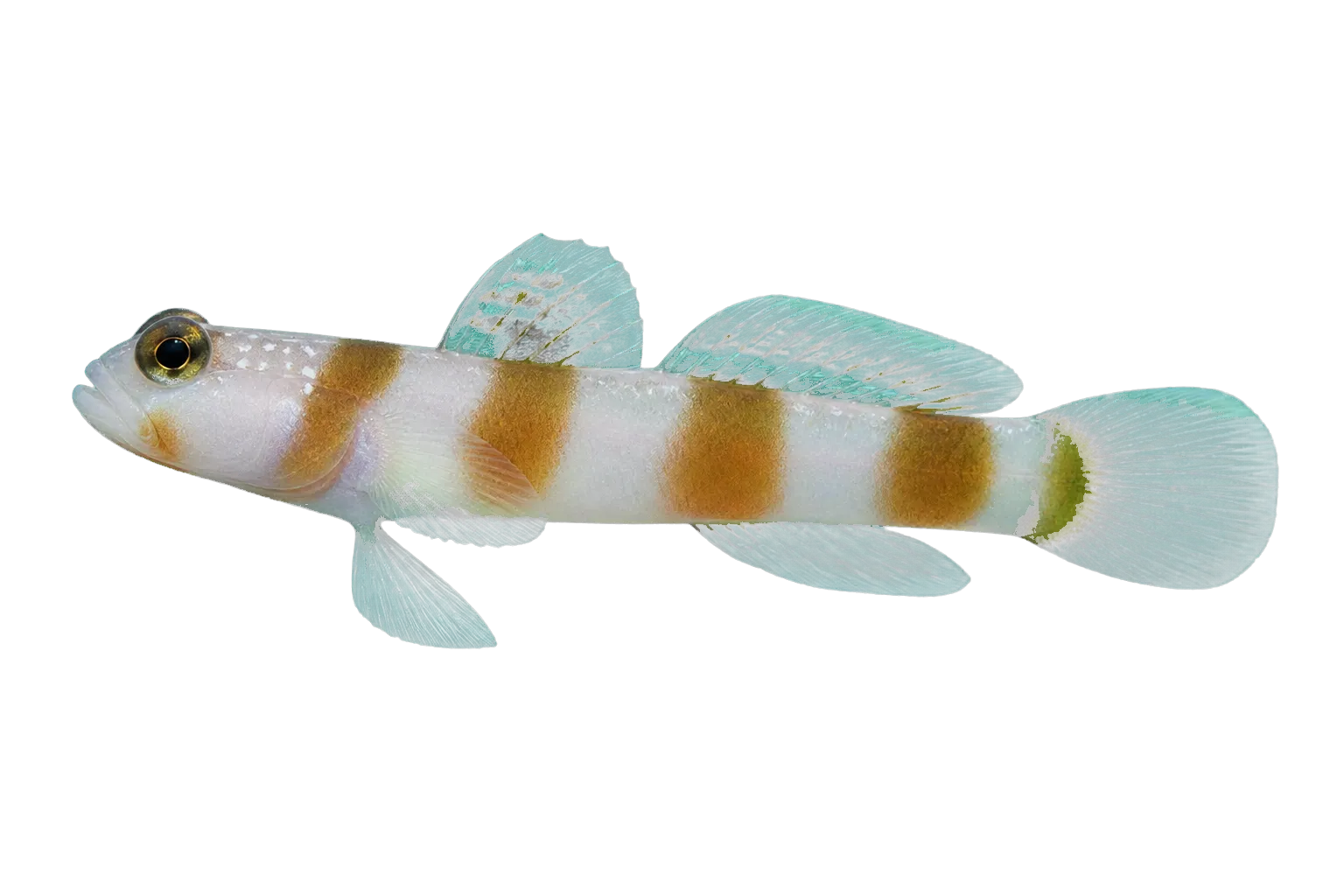 Ellipse Shrimpgoby (Amblyeleotris ellipse) specimen