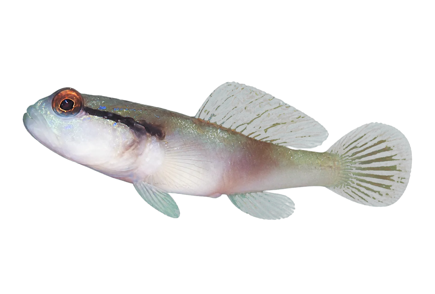 Masui's shrimp-goby (Amblyeleotris masuii) specimen