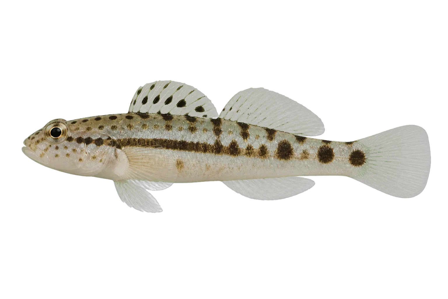 Freckled goby (Amblygobius stethophthalmus) specimen