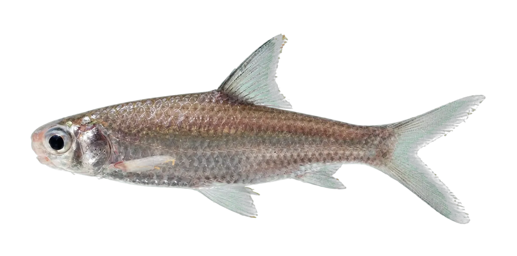 Amblyrhynchichthys micracanthus (Amblyrhynchichthys micracanthus) specimen