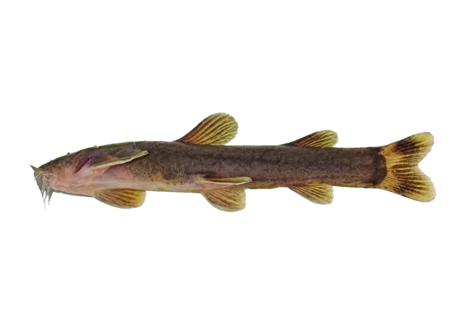 uMkhomazi mountain catfish (Amphilius zuluorum) specimen