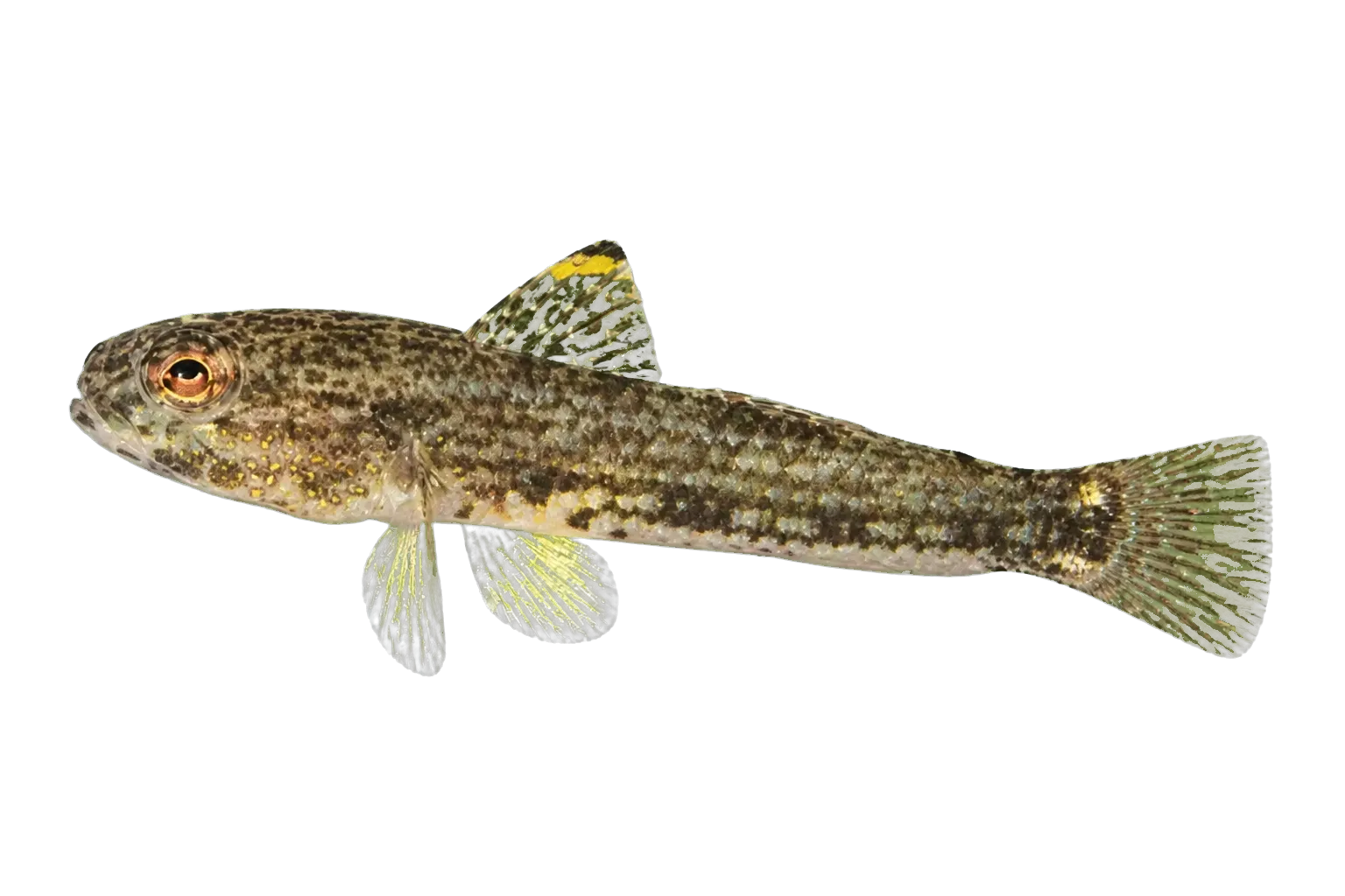 Threadless cheek-hook goby (Ancistrogobius yoshigoui) specimen