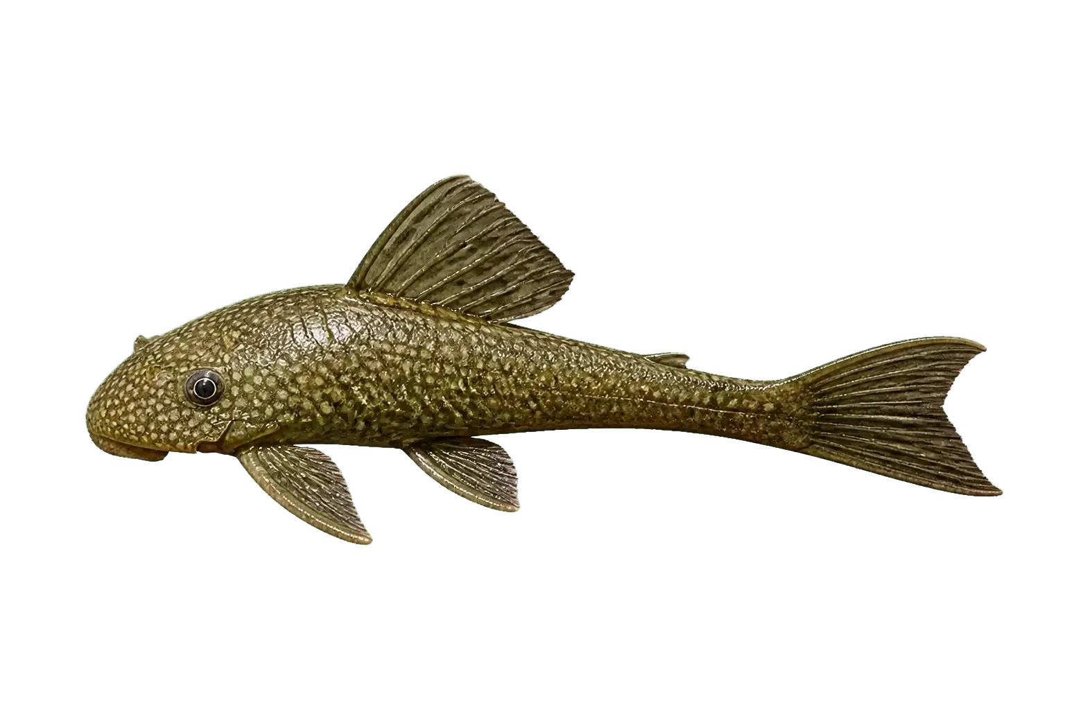 Ancistrus saudades (Ancistrus saudades) specimen