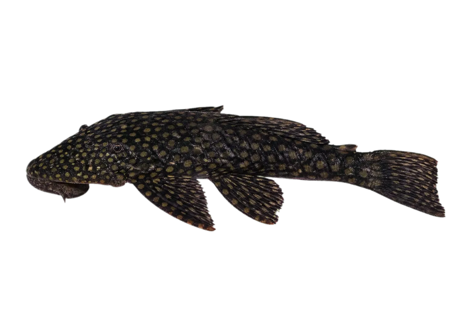 Ancistrus spinosus (Ancistrus spinosus) specimen