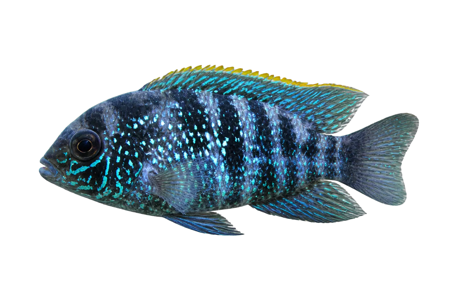 Blue acara (Andinoacara pulcher) specimen