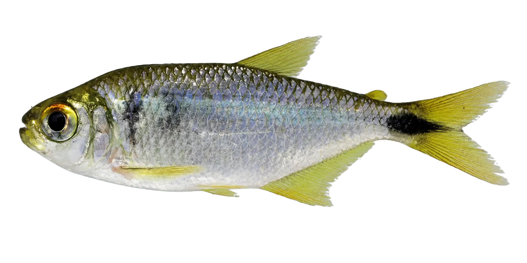 Andromakhe saguazu (Andromakhe saguazu) specimen