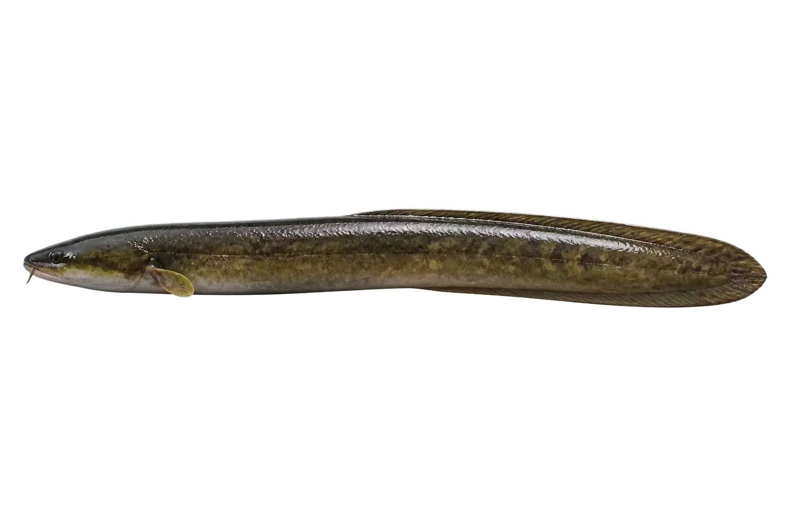Mottled eel (Anguilla nebulosa) specimen