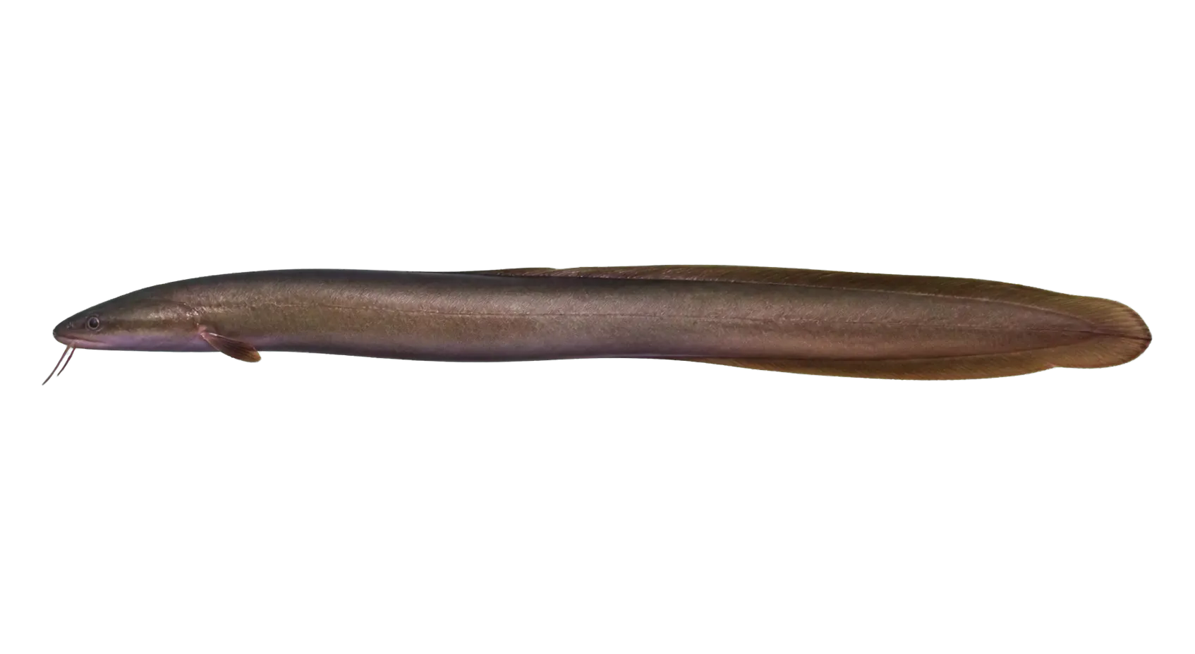 Pacific shortfinned eel (Anguilla obscura) specimen