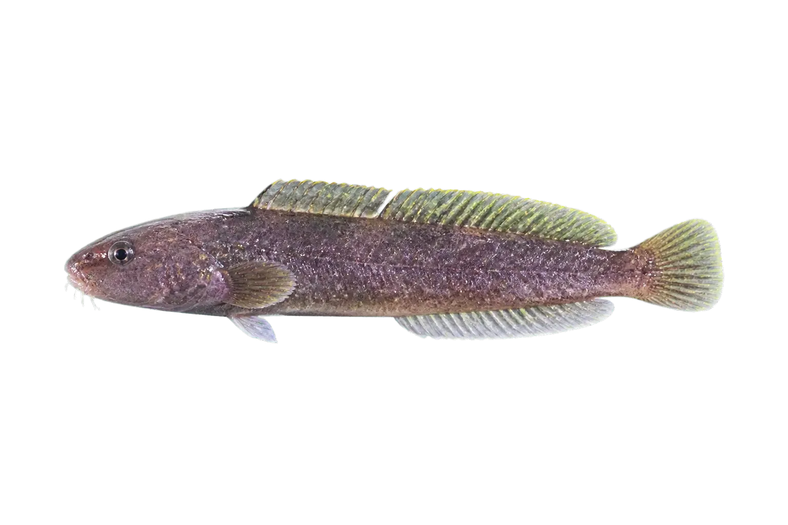 high cocksbomb (Anoplarchus purpurescens) specimen