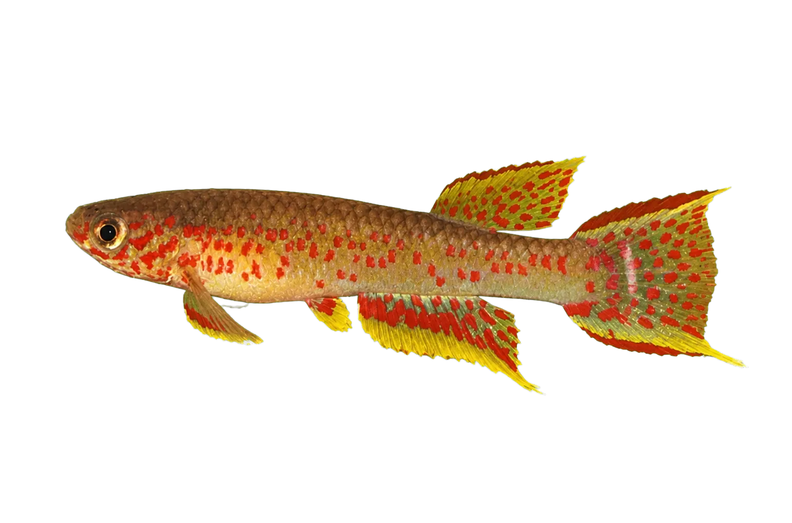 Aphyosemion castaneum (Aphyosemion castaneum) specimen