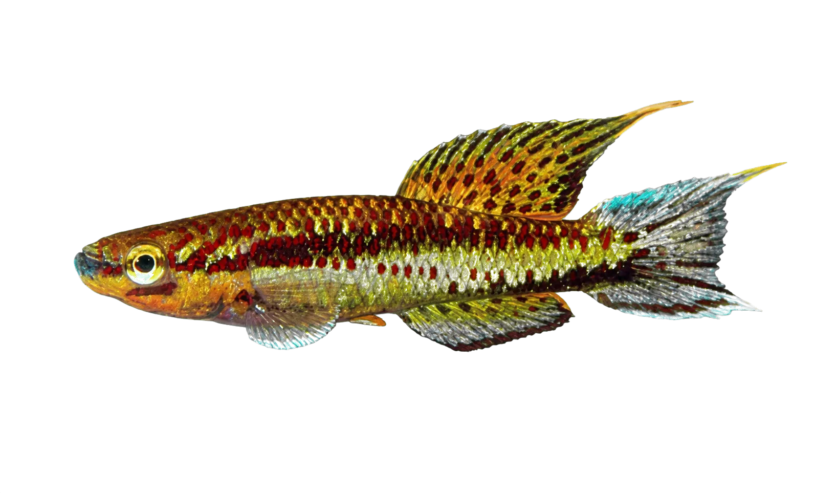 Aphyosemion melinoeides (Aphyosemion melinoeides) specimen
