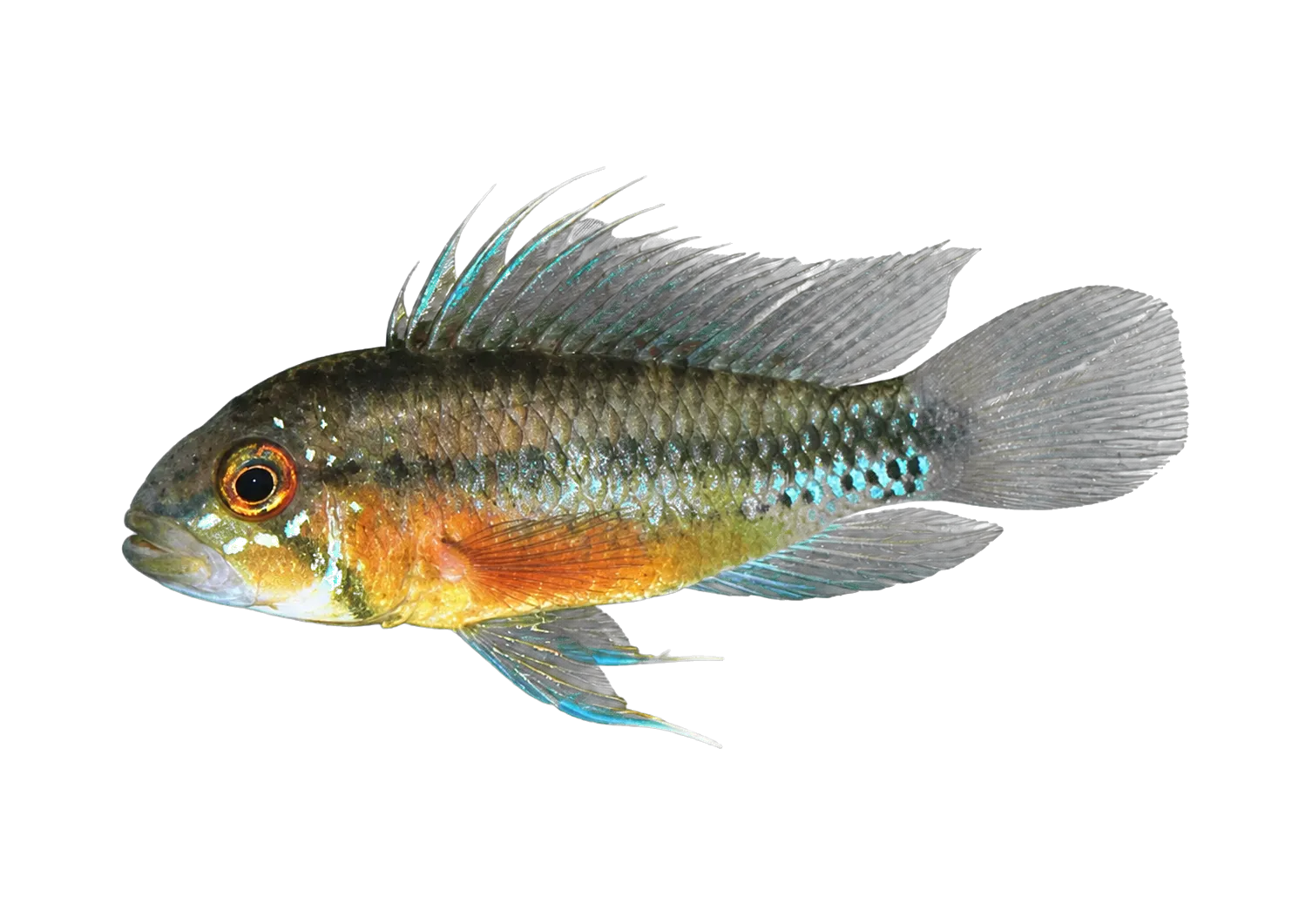 Sunset dwarf cichlid (Apistogramma atahualpa) specimen