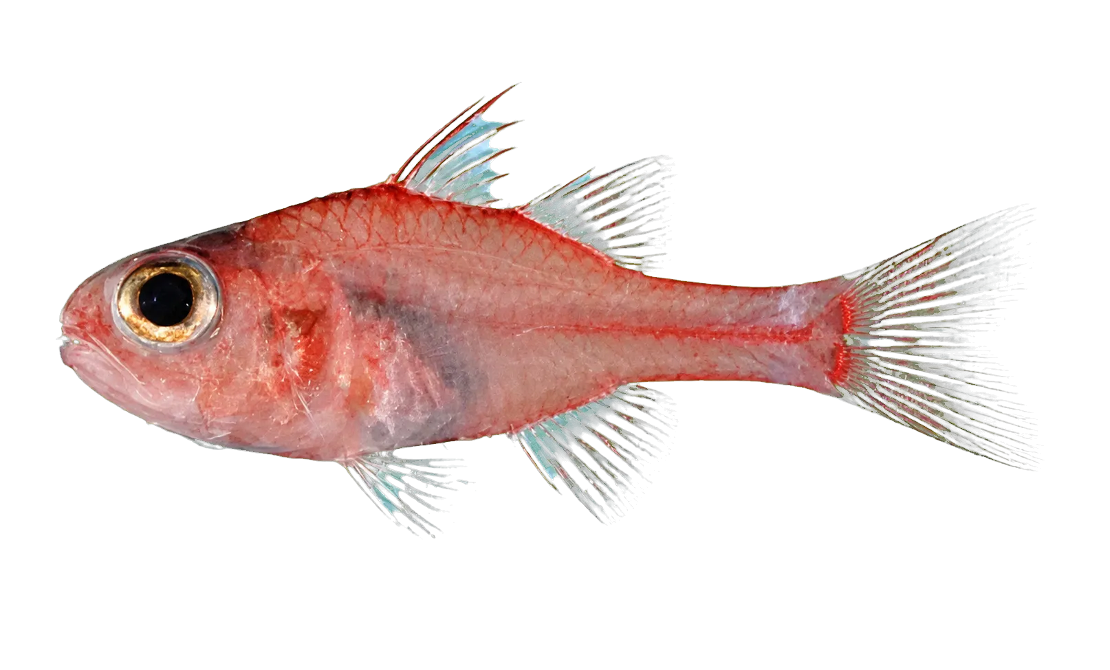Rapanui cardinalfish (Apogon kautamea) specimen