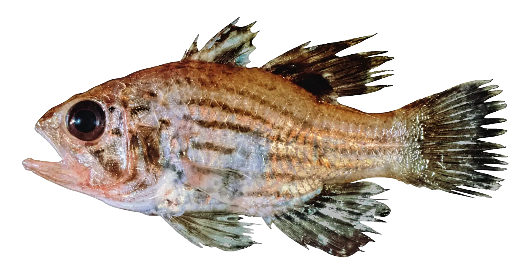 Many-banded cardinal-fish (Apogonichthyoides brevicaudatus) specimen