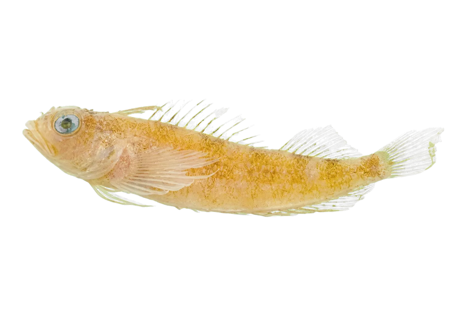 Tasselled Threefin (Apopterygion alta) specimen