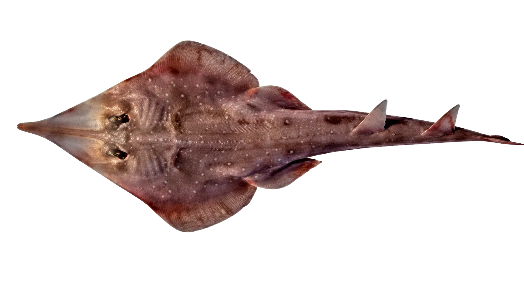 spotted shovelnose ray (Aptychotrema timorensis) specimen