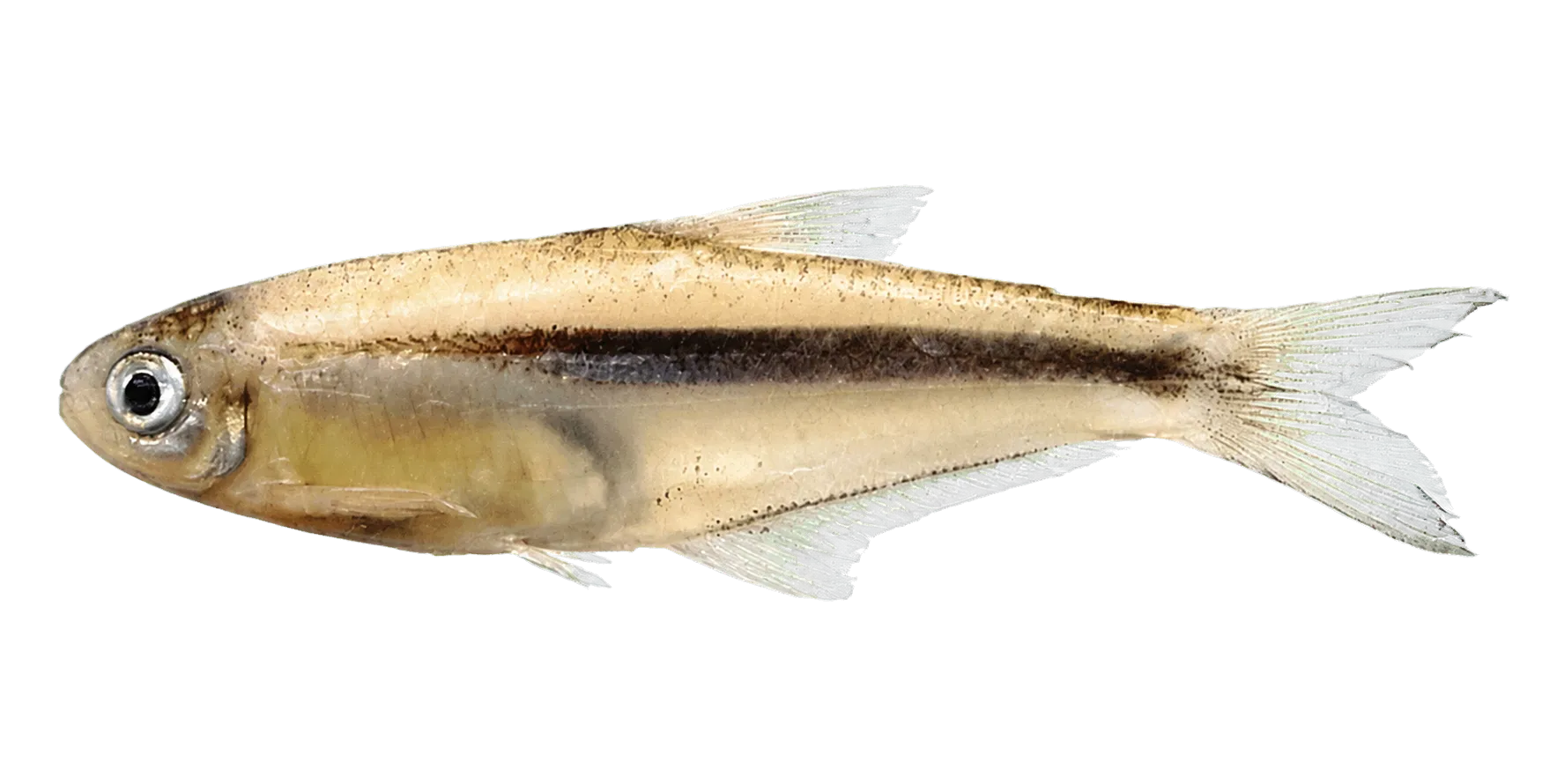 Argopleura diquensis (Argopleura diquensis) specimen