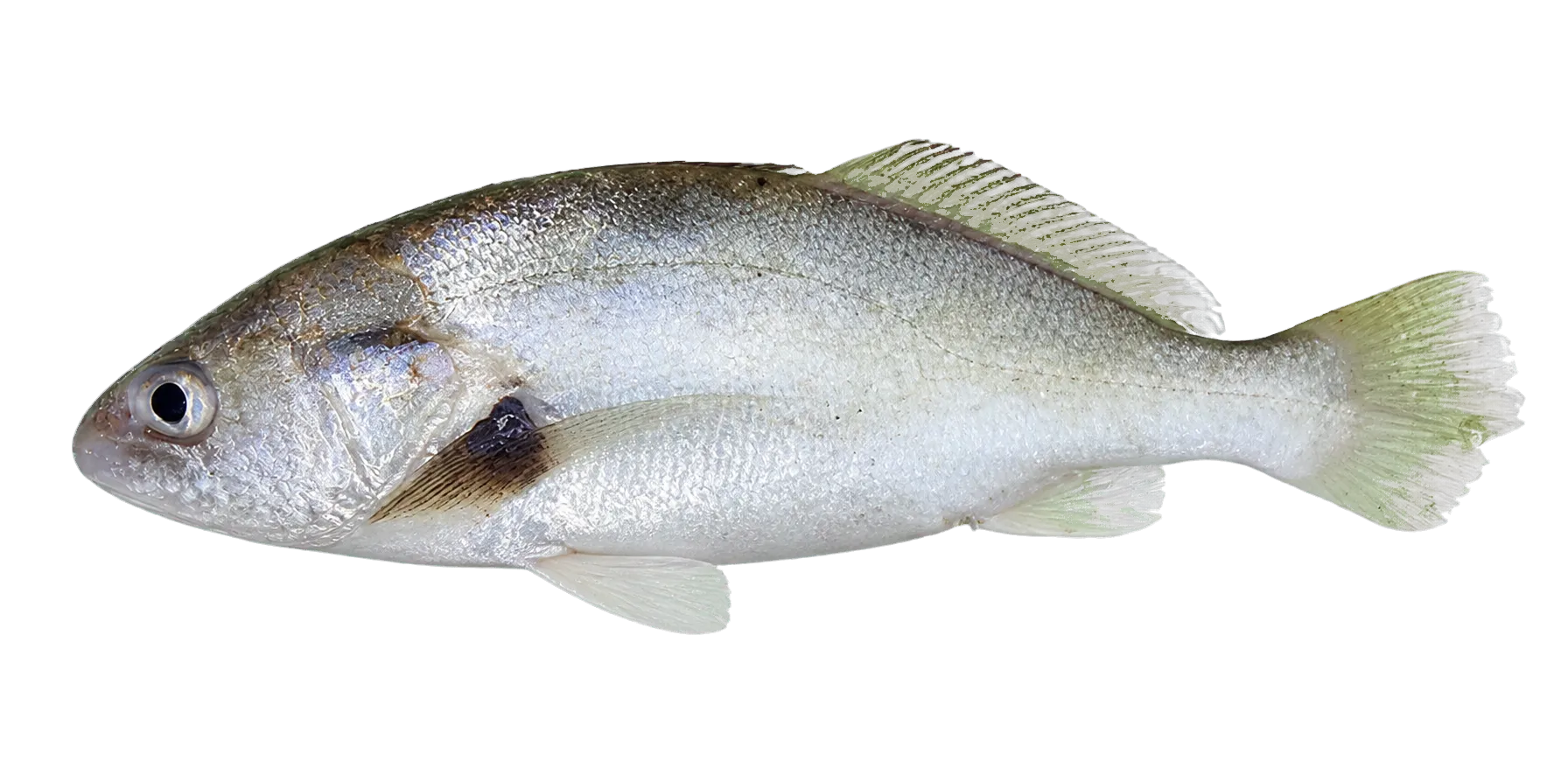 項棘叫姑魚（Aspericorvina jubata）标本