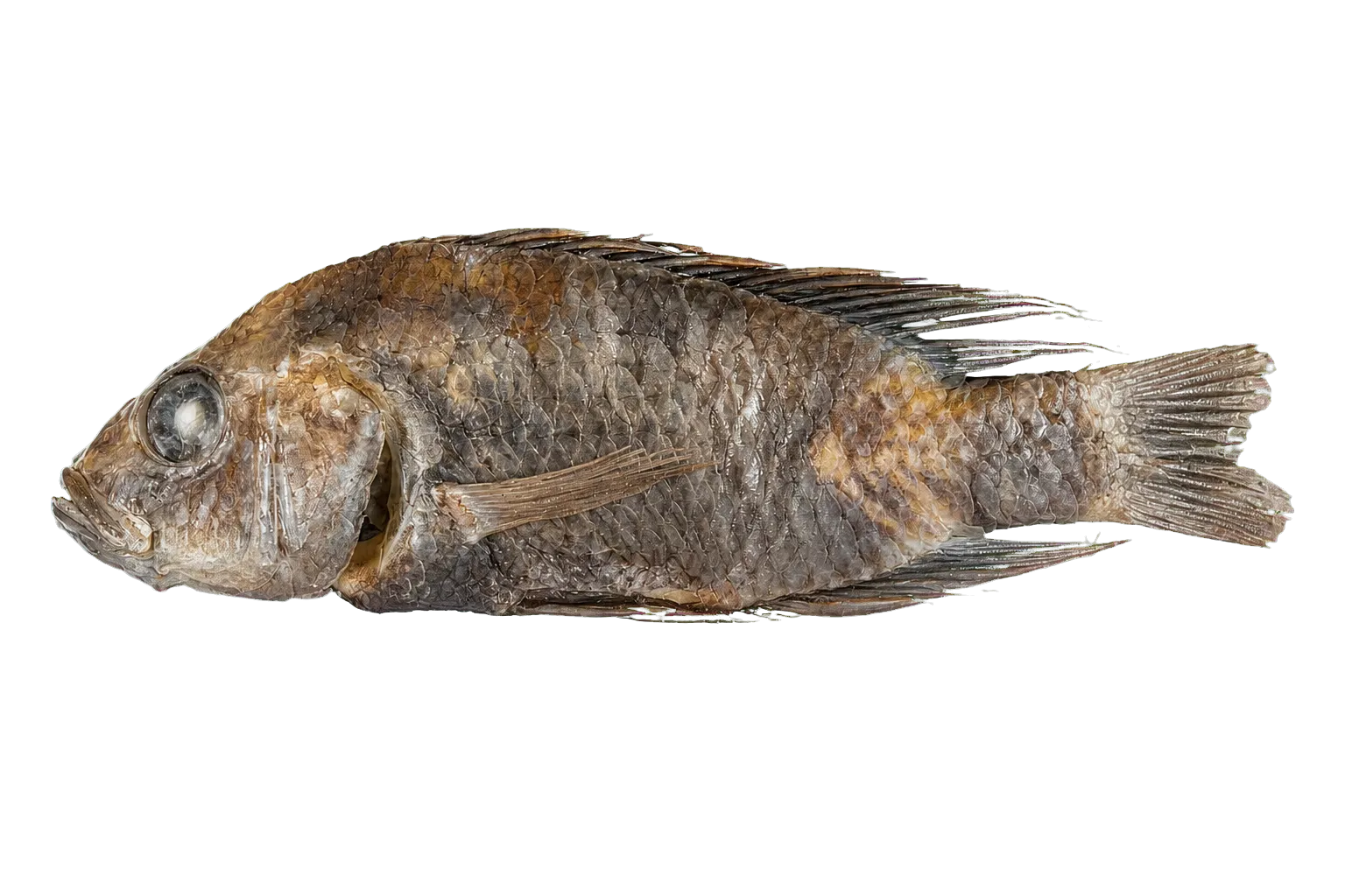 Astatotilapia tchadensis (Astatotilapia tchadensis) specimen