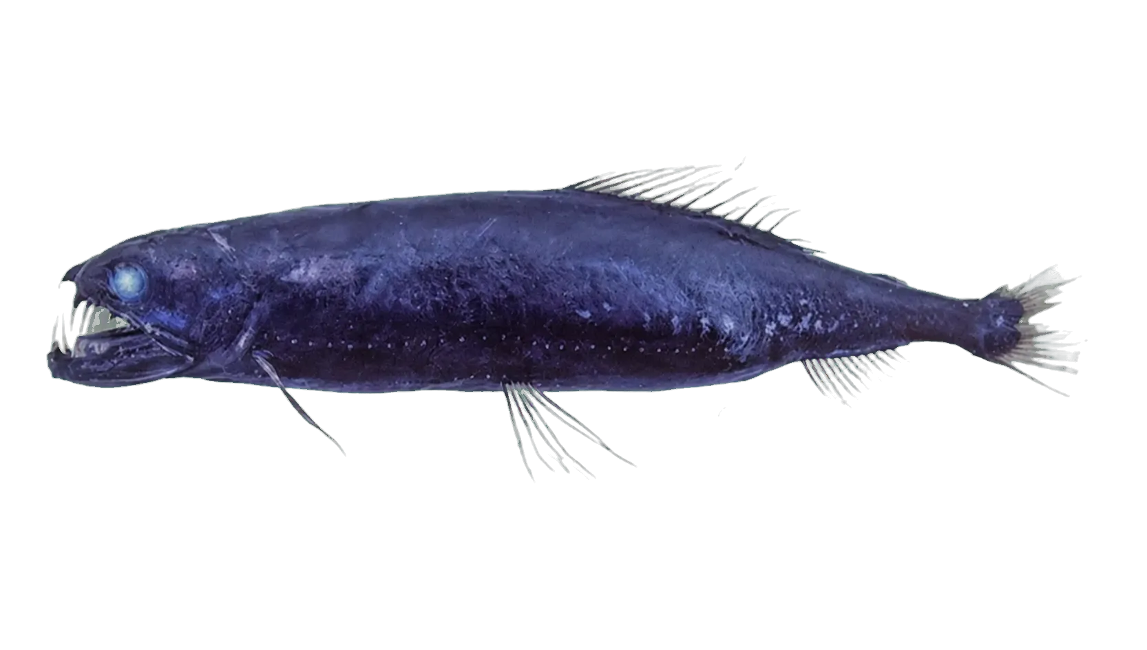 Boulenger's snaggletooth (Astronesthes boulengeri) specimen