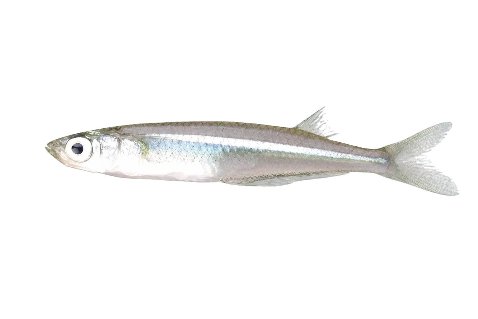Gulf silverside (Atherinella alvarezi) specimen