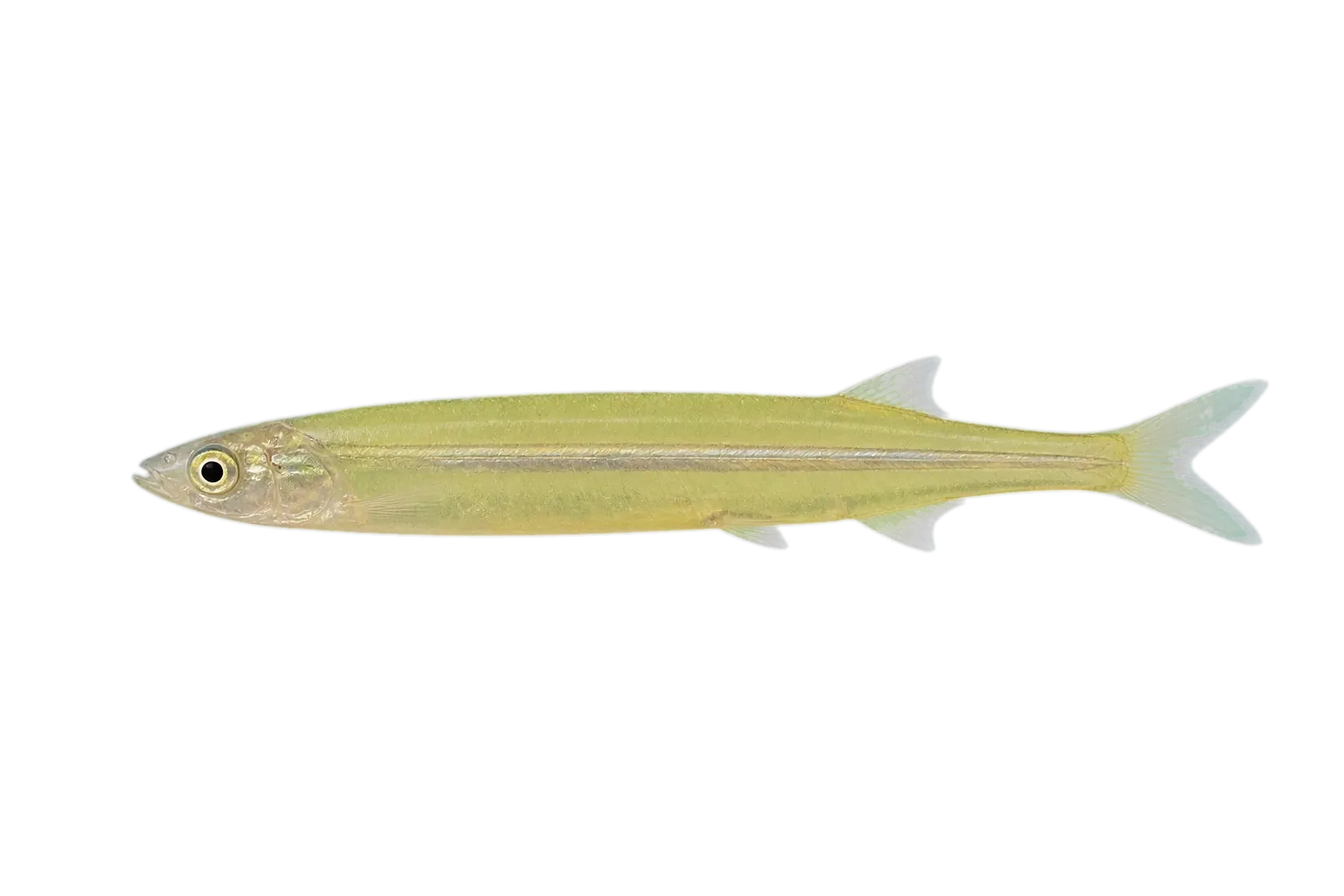 Brazilian silversides (Atherinella brasiliensis) specimen