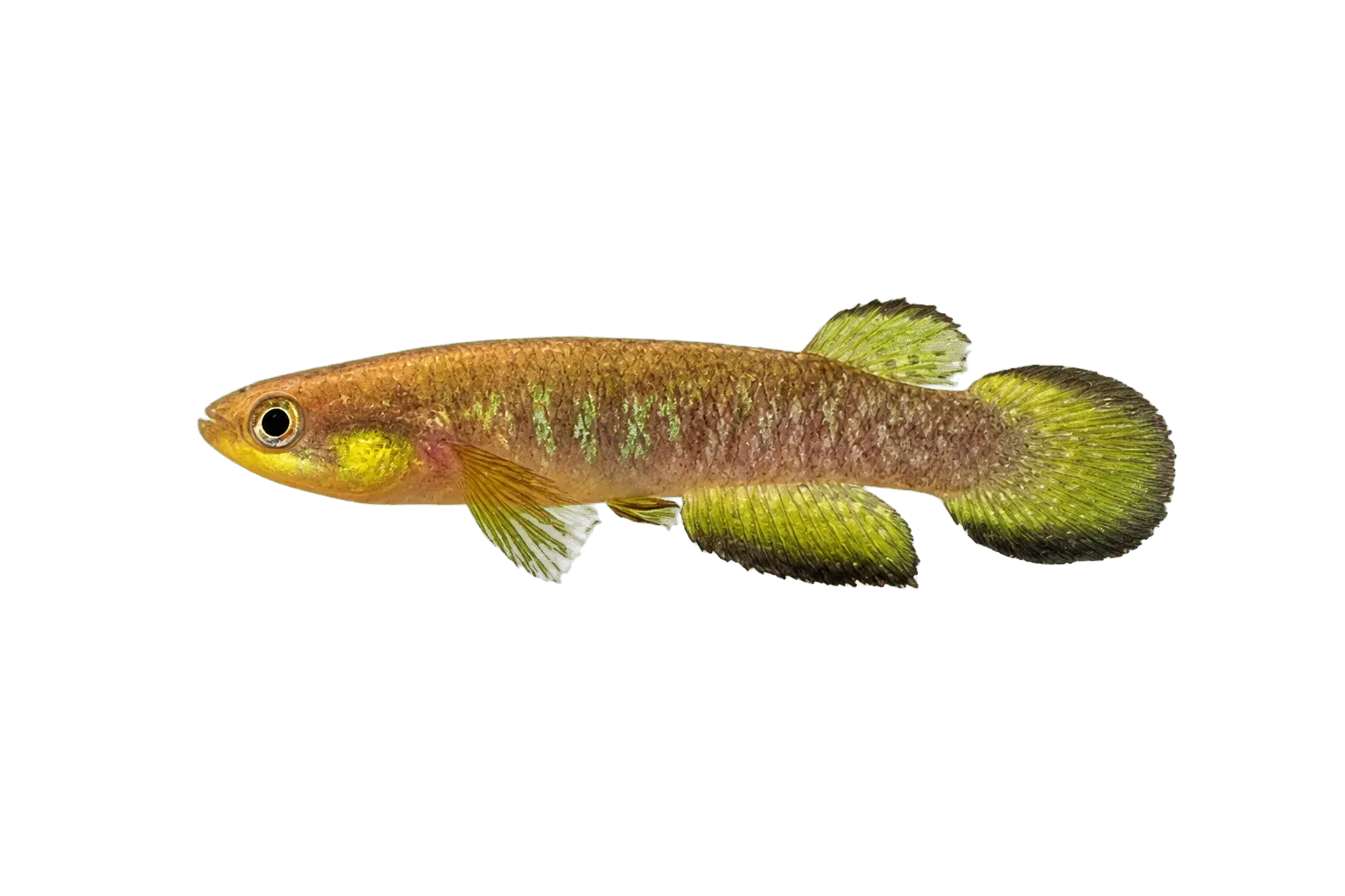 Sunshine Rivulus (Atlantirivulus riograndensis) specimen
