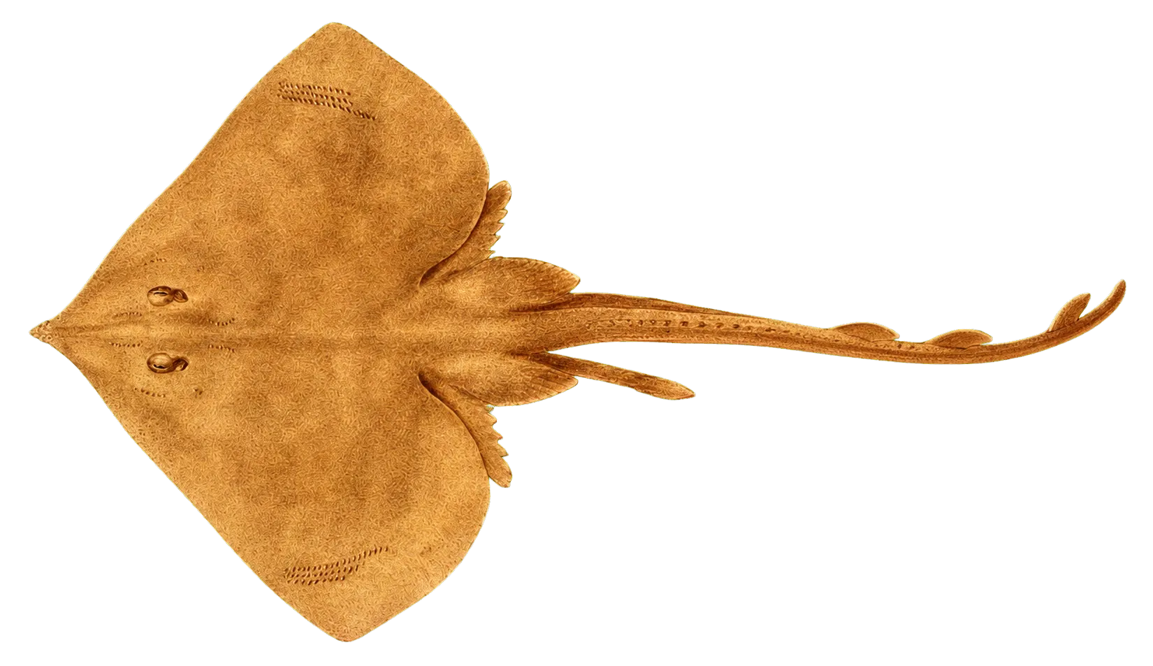 La Plata skate (Atlantoraja platana) specimen