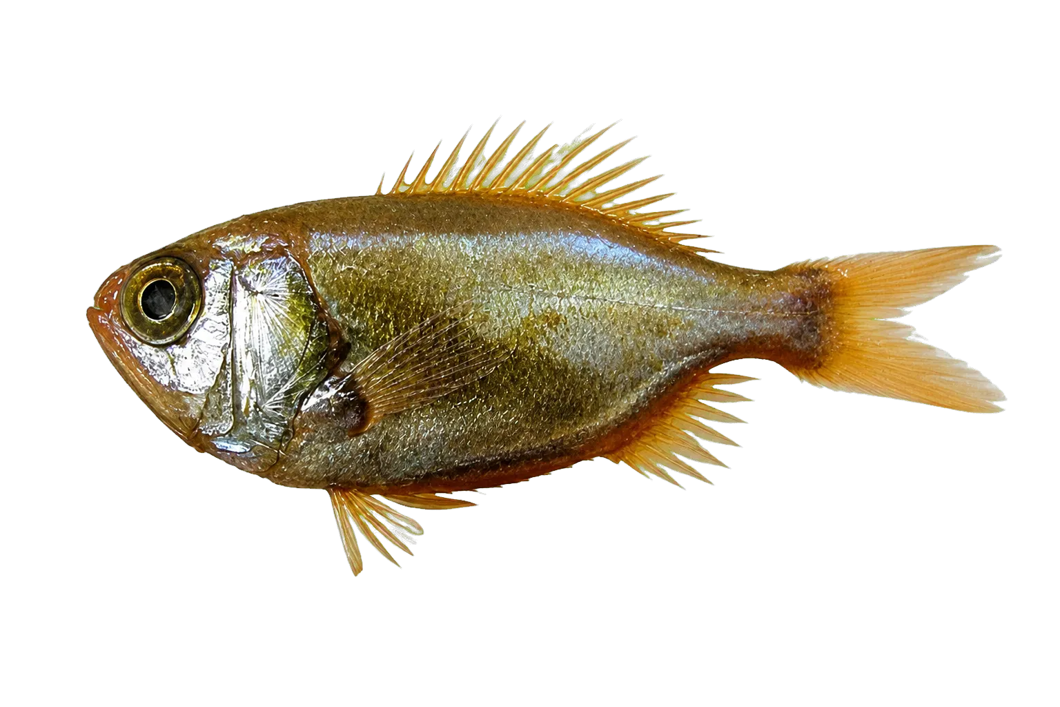 Brazilian luminous roughy (Aulotrachichthys atlanticus) specimen