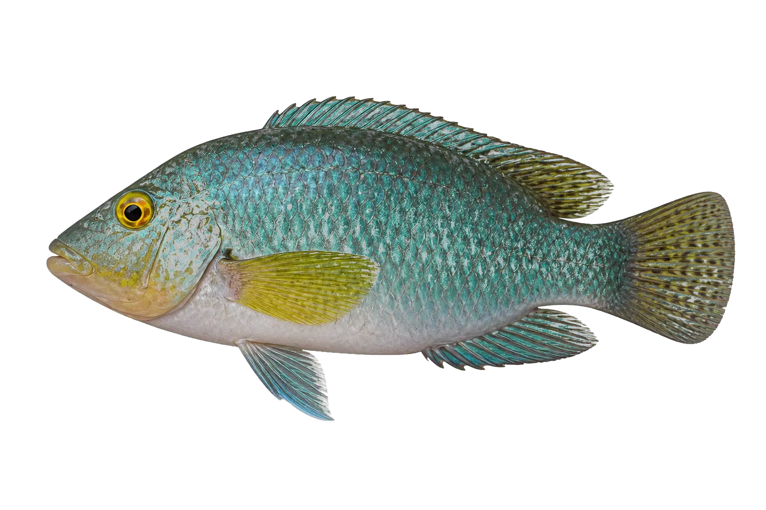 Australoheros forquilha (Australoheros forquilha) specimen
