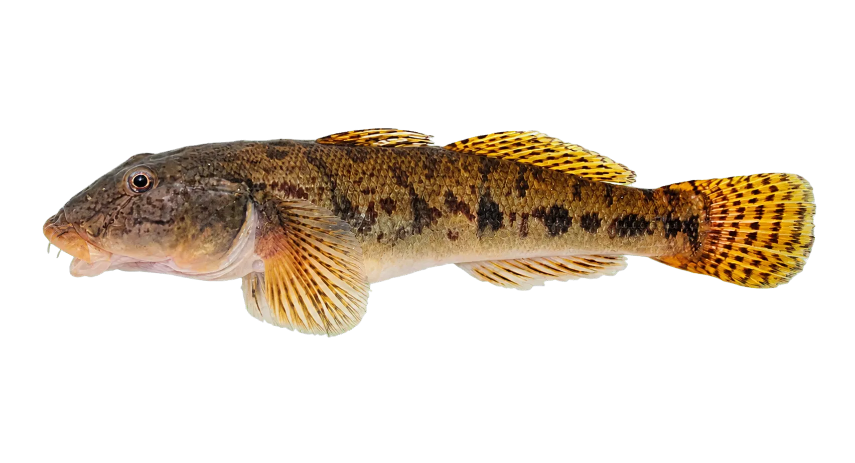 Awaous bustamantei (Awaous bustamantei) specimen
