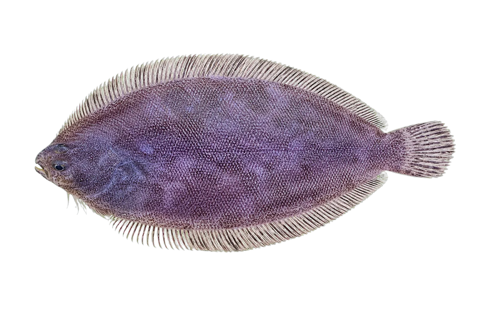 Banded-fin flounder (Azygopus pinnifasciatus) specimen