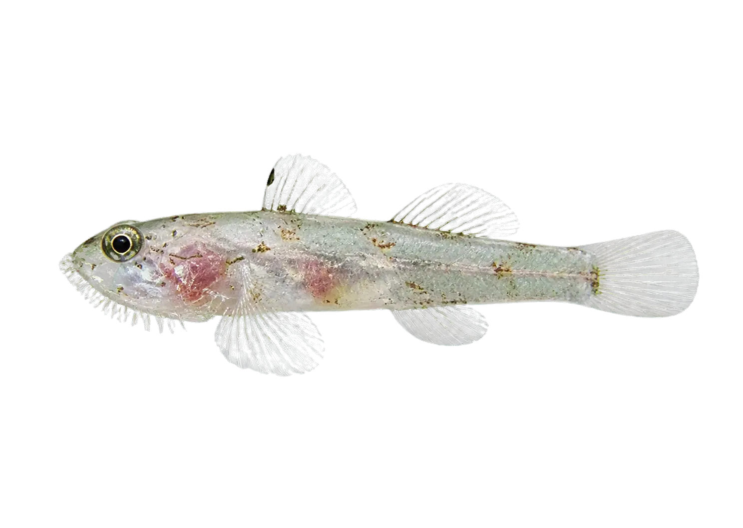 Cryptic bearded goby (Barbuligobius boehlkei) specimen