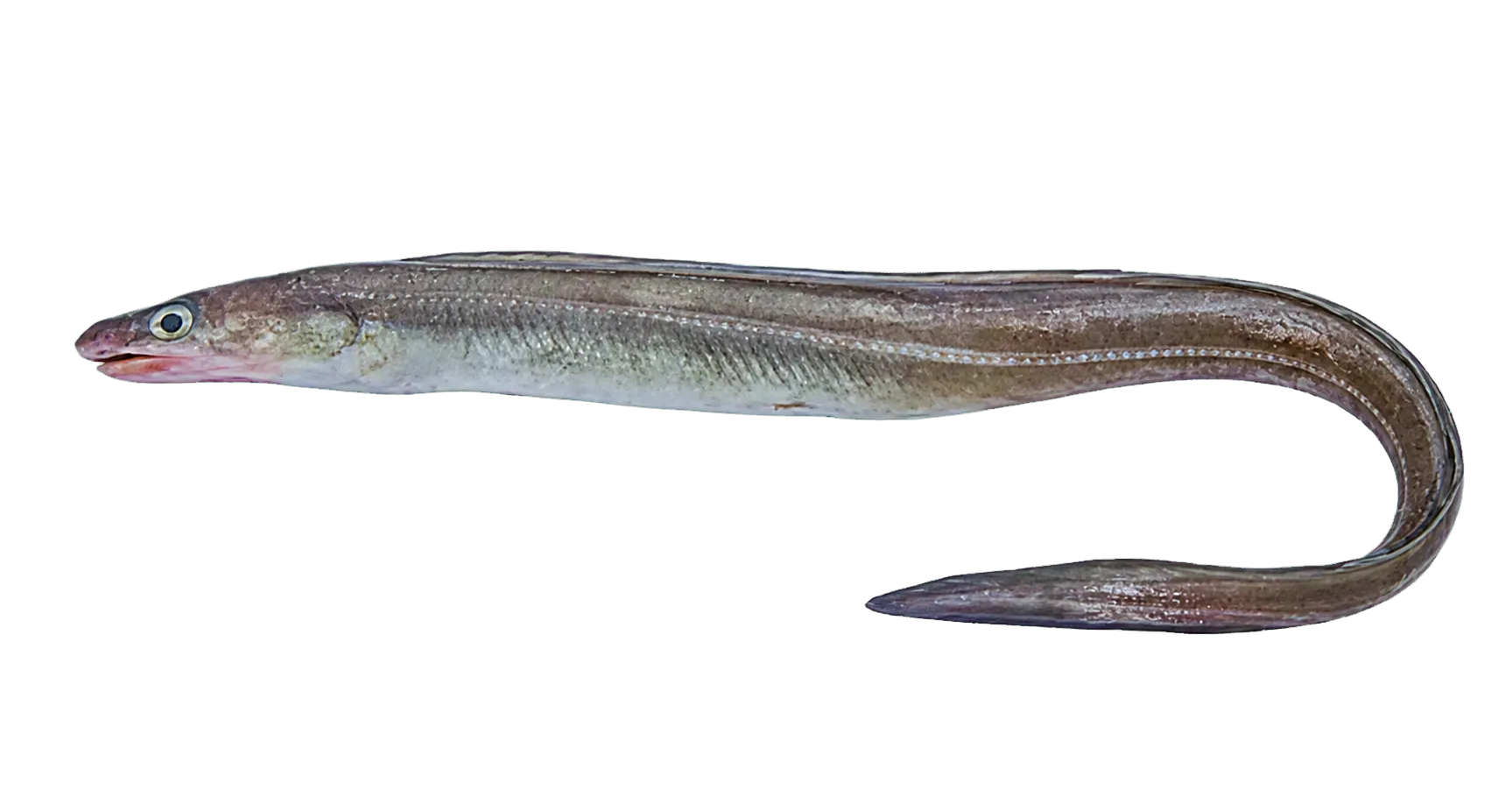Swollen-headed conger eel (Bassanago bulbiceps) specimen
