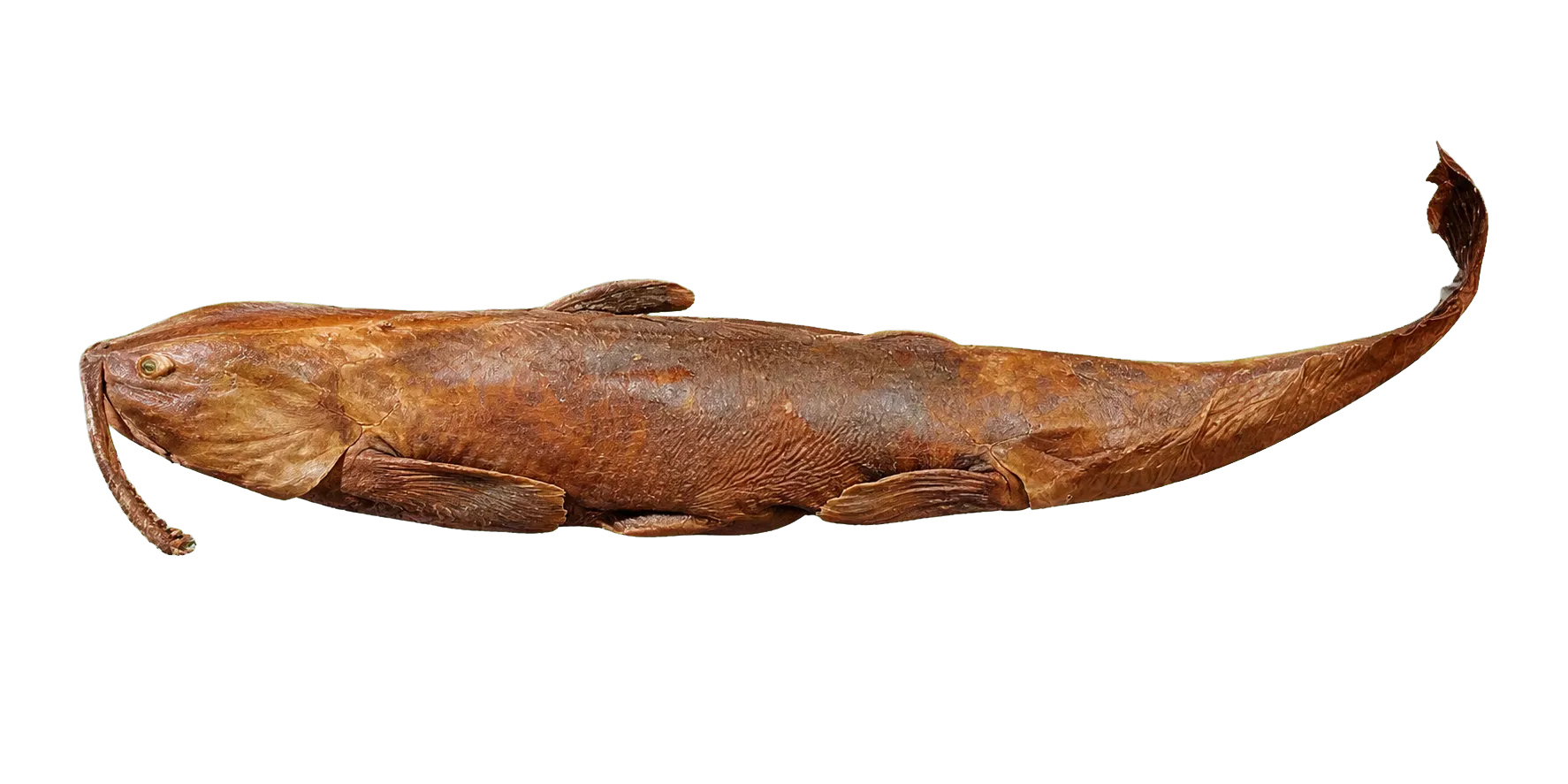 Bathyclarias filicibarbis (Bathyclarias filicibarbis) specimen